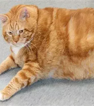 Ein Mensch mit dem gleichen Verhältnis von Körper zu Gewicht, würde über 300 Kilo wiegen