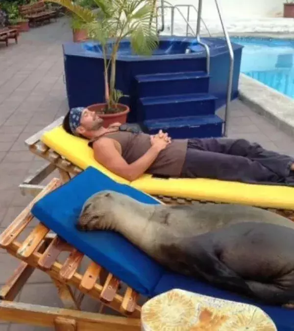 Ein Seehund, der mit seinem Kumpel chillt