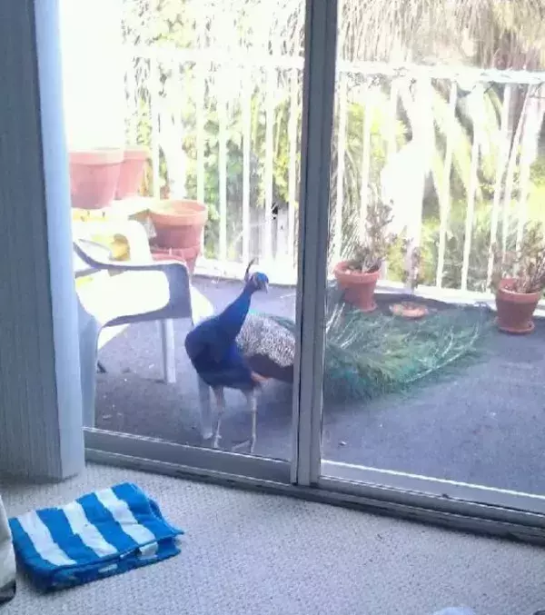 Ein sehr aufdringlicher Pfau