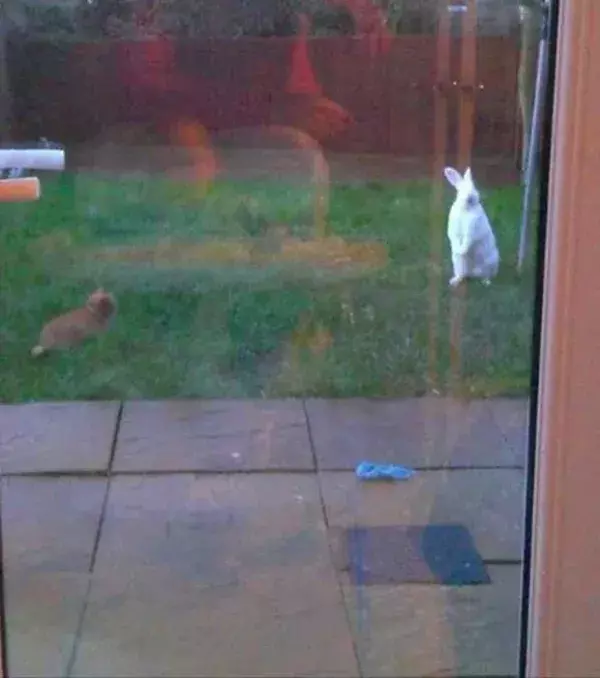 Ein sehr großer Hase im Garten: Muss an Ostern gewesen sein