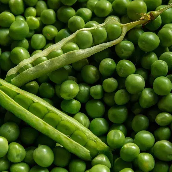 Erbsen enthalten Proteine und sind magenschonender als andere Hülsenfrüchte. Foto: Pixabay