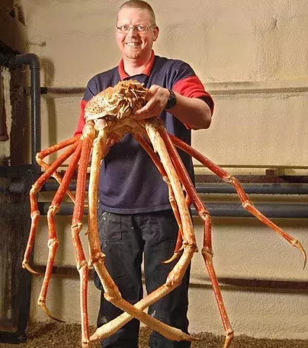 Ganz schön riesig: Die japanische Meerspinne ist die Größte der Welt