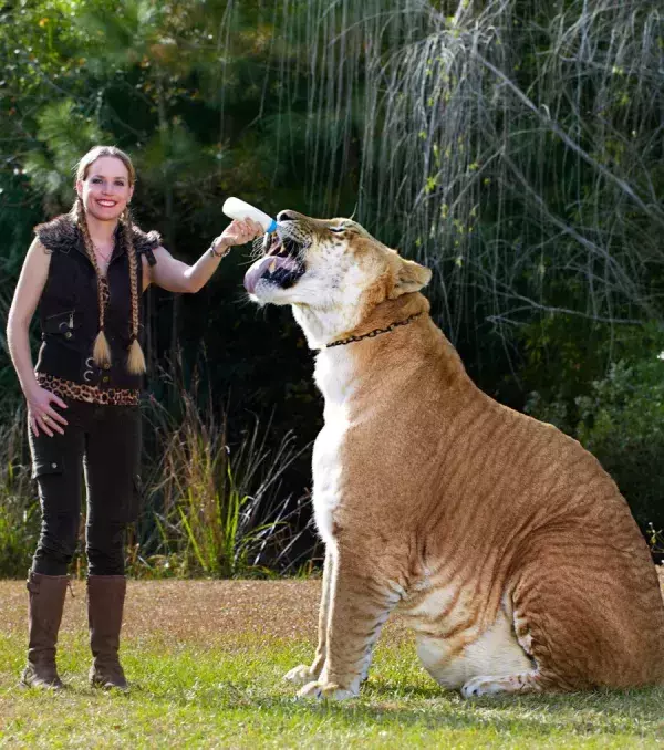 Giganten im Tierreich: Dieser Liger (Kreuzung aus Löwe und Tiger) heißt Herkules und ist mit seinen 3,60 m die größte Raubkatze der Welt