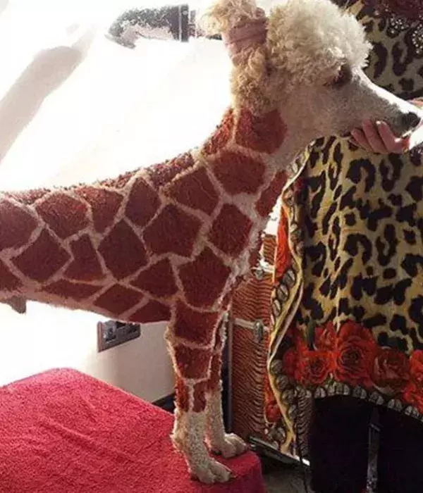 Giraffen-Hund