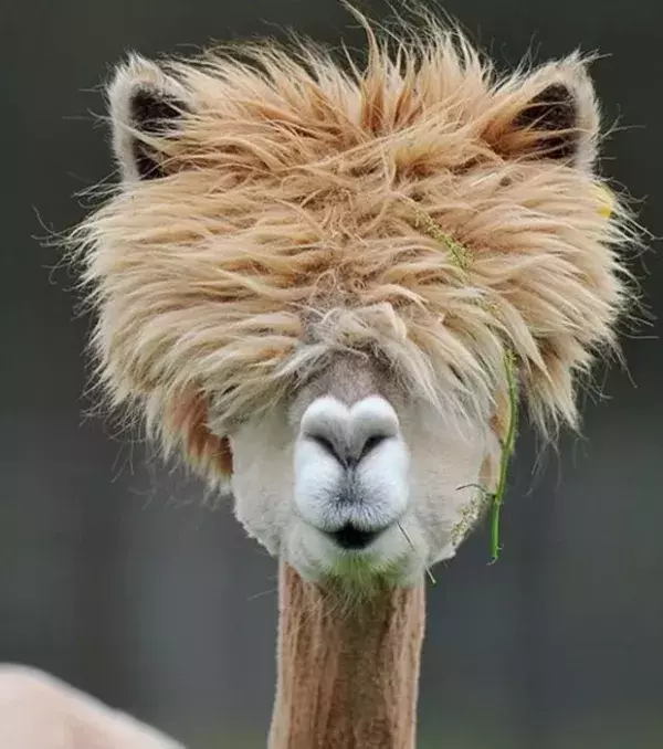 Ich würde gerne wissen, wer sein Friseur ist