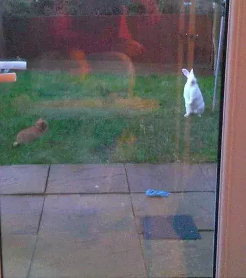 Ist dieser Hase im Garten nicht riesig?