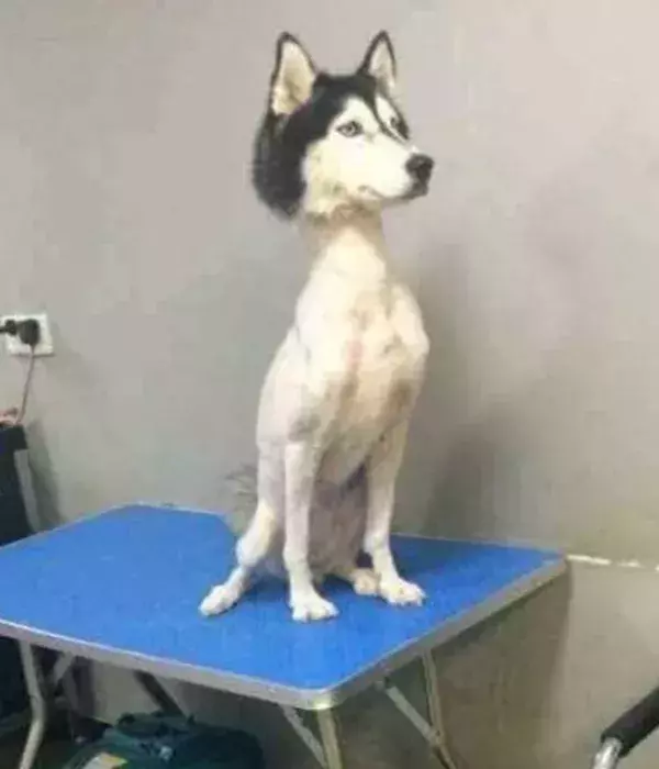 Kennt ihr noch den rasierten Husky?