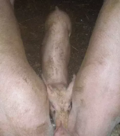 Lass dich nicht von diesen drei kleinen Schweinchen täuschen!