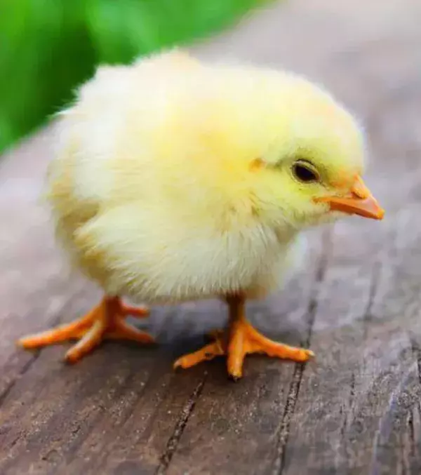 Chicken Sexer, Küken auf das Geschlecht überprüfen: 46.000 Euro im Jahr