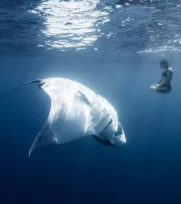 Manta, Manta! Riesenmanta!