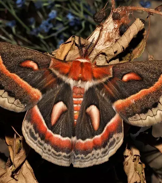 NACHHER – Der Hyalophoira cecropia ist der größte Nachtfalter Nordamerikas