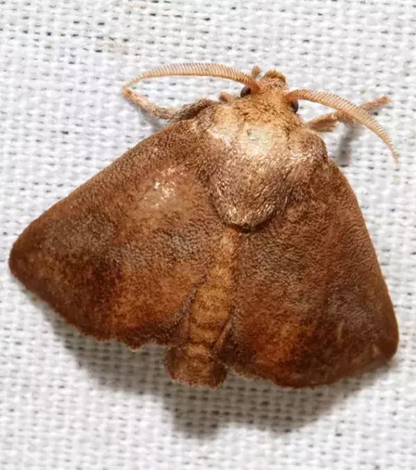 NACHHER – Der Nachtfalter Isa Textula, im Englischen auch Crowned Slug Moth genannt