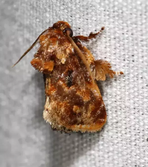 NACHHER – Der Nachtfalter Isochaetes beutenmuelleri oder auf Englisch auch Spun Glass Slug Moth genannt
