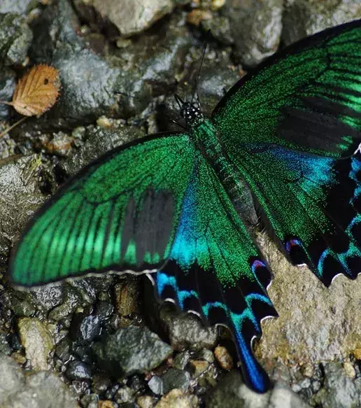 NACHHER – Der Papilio polyxenes nach seiner Verwandlung
