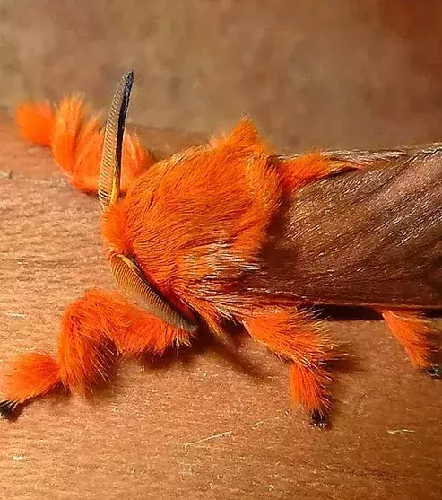 NACHHER – Der Schmetterling Acraga coa