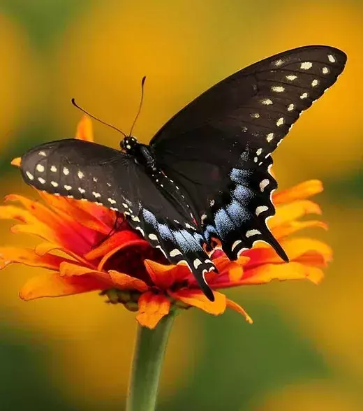 NACHHER – Der Schmetterling Papilio troilus