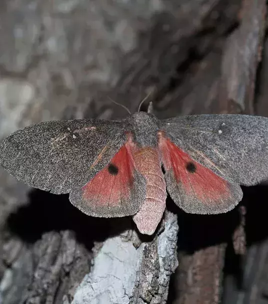 NACHHER – Der Schmetterling Sphingicampa hubbardi