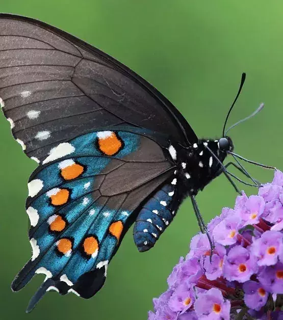 NACHHER – Der wesentlich sympatischere Schmetterling Battus philenor