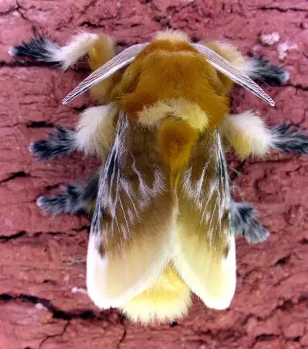 NACHHER – Die Flanellmotte (Megalopyge opercularis)