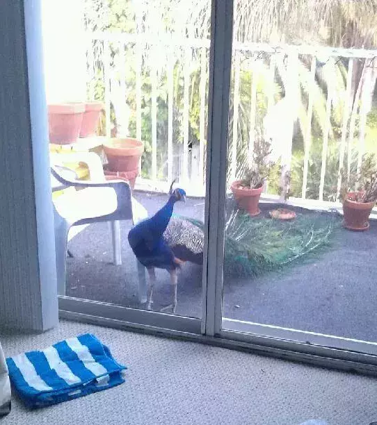 Oh, Besuch ist da!