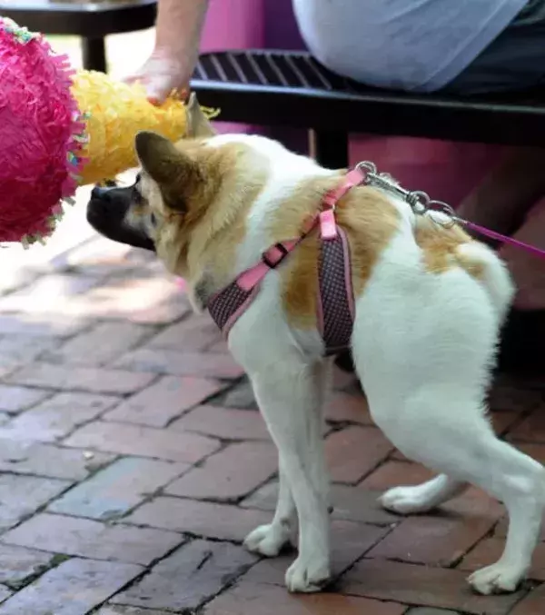 Pig ist ein behinderter Hund. Seine Wirbelsäule wurde abgekürzt.