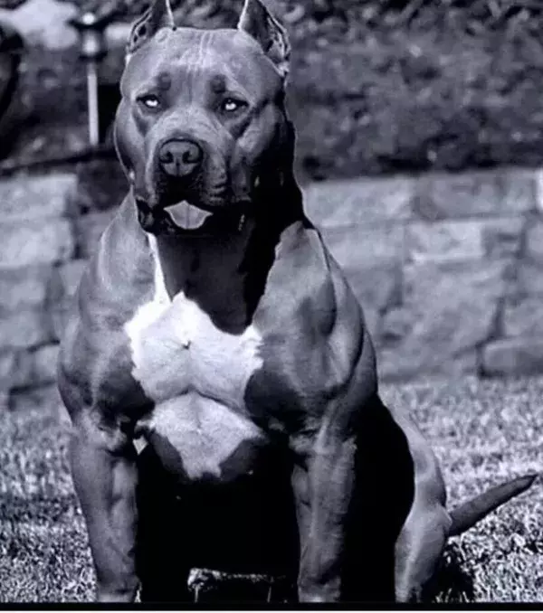 Pitbulls sind für ihre Schnelligkeit bekannt