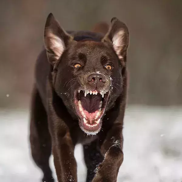 Platz 3 der gefährlichsten Tiere: Der Hund