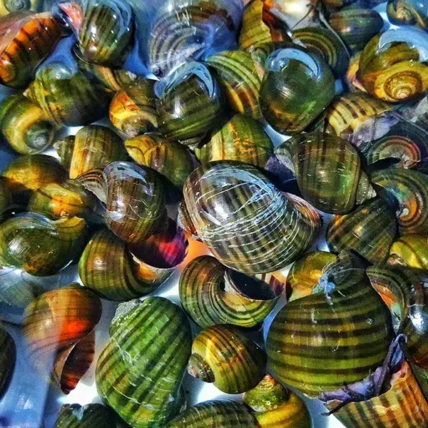 Platz 6 der gefährlichsten Tiere: Die Süßwasserschnecke