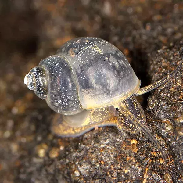 Platz 6 der gefährlichsten Tiere: Die Süßwasserschnecke