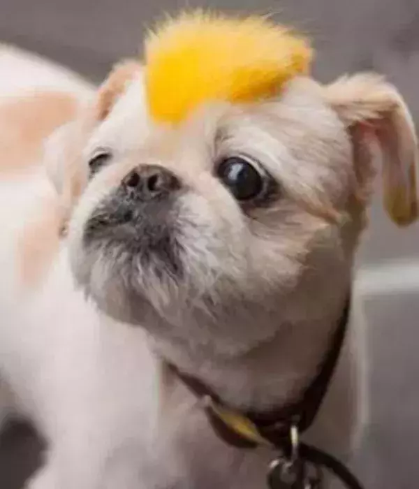 Punker-Hund 1