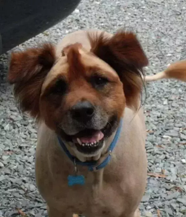 Punker-Hund 2