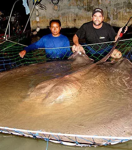 Riesentiere: Die Fischer auf diesem Bild haben einen gigantischen Rochen mit einem Gewicht von über 600 kg gefangen