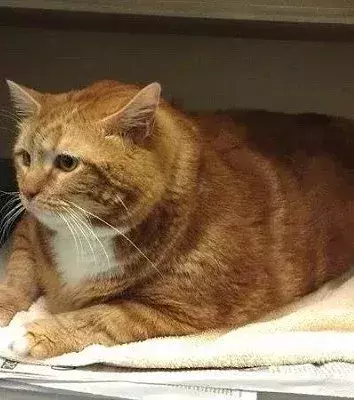 Skinny, die dickste Katze der Welt, lebt momentan im Richardson Animal Shelter, um abzunehmen.