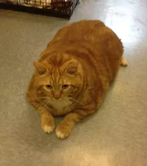 Skinny wiegt mehr als 20 Kg und hält den Rekord für die dickste Katze der Welt