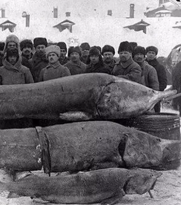 So sah 1924 ein gelungener Fang in der UdSSR aus