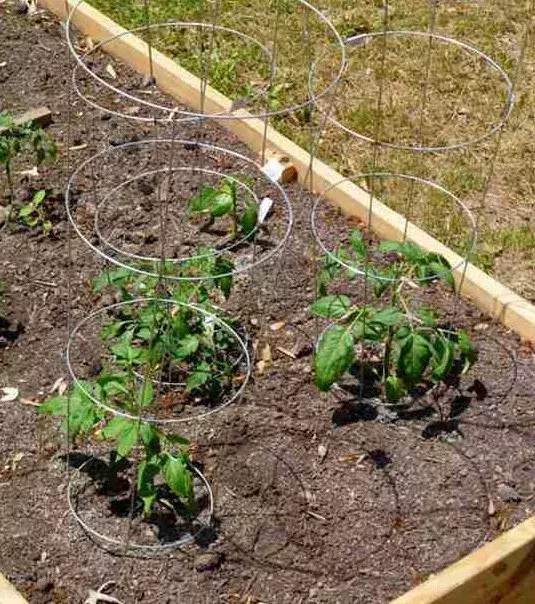 Denk daran, Deine Tomatenpflanzen zu stützen und anzubinden, sonst kriechen die Triebe am Boden entlang oder brechen bei Wind ab!