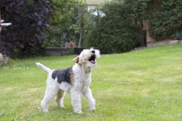 Verbote und Gebote, die Hundebesitzer kennen müssen