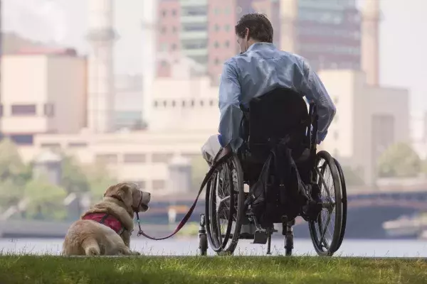 Verbote und Gebote, die Hundebesitzer kennen müssen