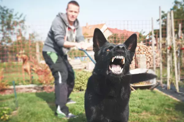 Verbote und Gebote, die Hundebesitzer kennen müssen