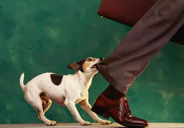 Verbote und Gebote, die Hundebesitzer kennen müssen