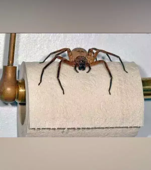 Verrückte Klopapier-Halter: Eine Spinne auf dem Klopapier- Damit wird der Verbrauch gemindert