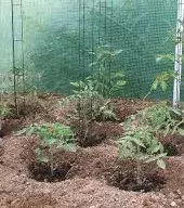 Ziehe Deine Tomaten nicht zwei Jahre hintereinander an derselben Stelle oder in derselben Erde. Denk daran, ab und zu etwas anderes anzubauen. Das beugt Krankheiten vor!