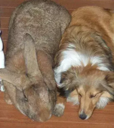 Unglaublich: Dieser Hase ist der Größte der Welt und ist genauso groß wie ein Hund!