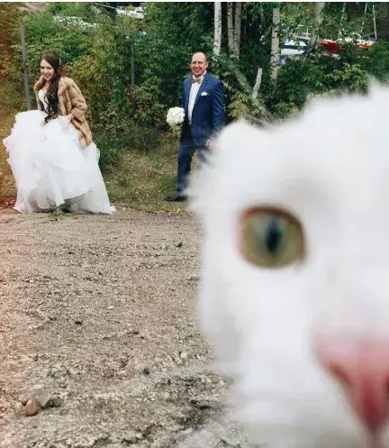 Verrückte Hochzeitsfotos: Ein Katzenselfie!