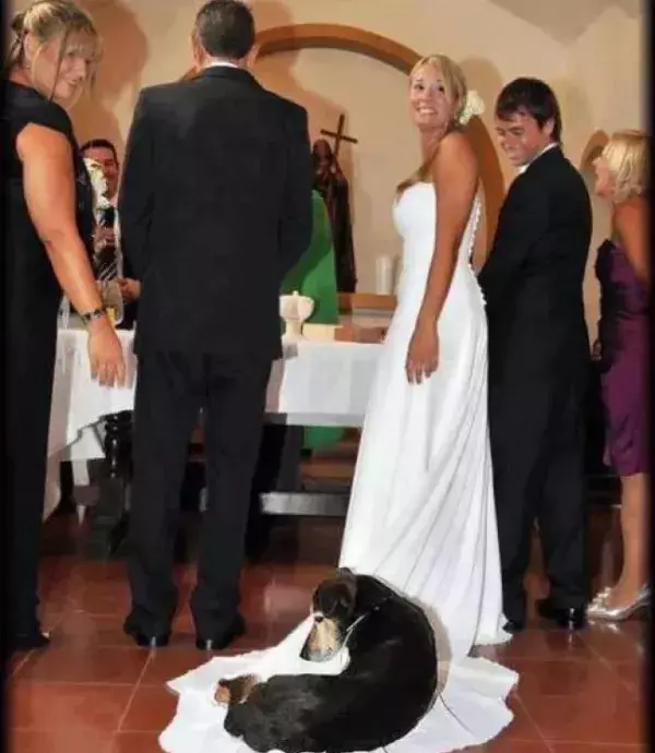 Verrückte Hochzeitsfotos: Hier hat es sich ein Hund auf dem Schleier bequem gemacht