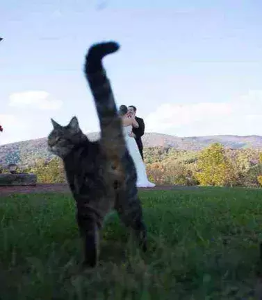 Verrückte Hochzeitsfotos: Wenn eine Katze dem Paar die Show stiehlt