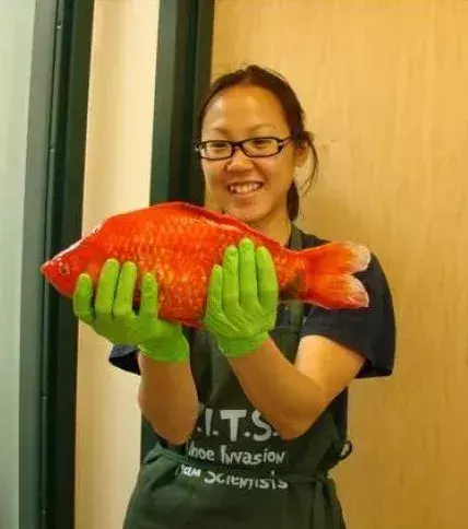 Von wegen Goldfische leben in einem kleinen Glas! Die schönen Fische können bis zu 50cm groß werden