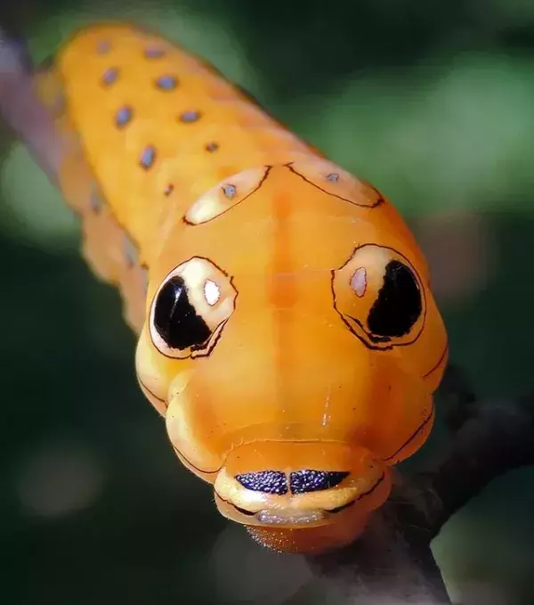 VORHER – Die außergewöhnliche Raupe des Papilio troilus