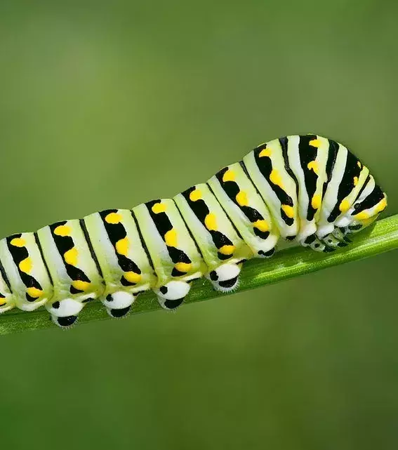 VORHER – Die farbige Raupe des Papilio polyxenes