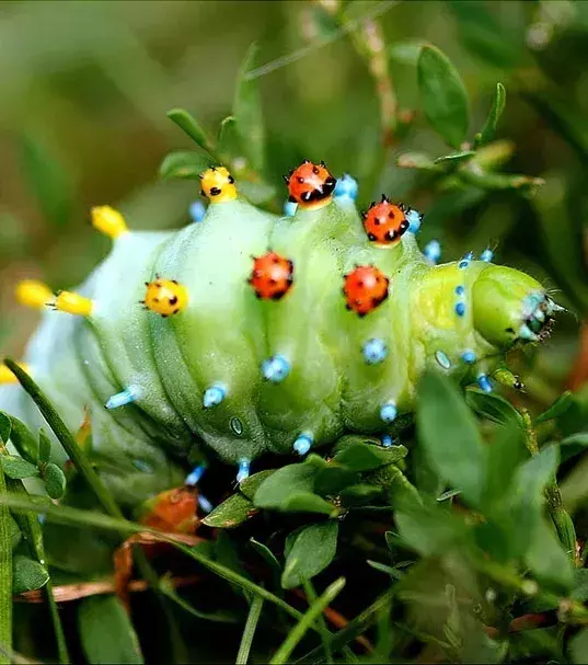 VORHER – Die Raupe des Hyalophoira cecropia